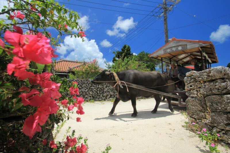 [B플랜]다케토미섬 물소 수레 관광 코스