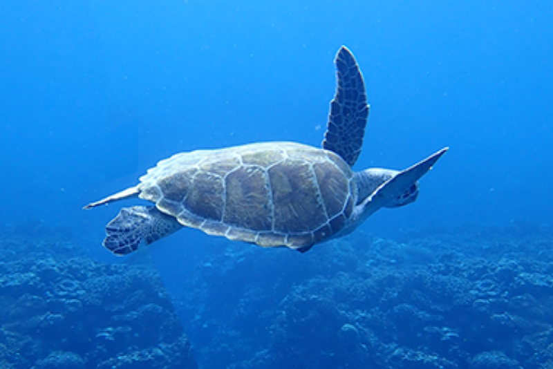 石垣島 Dコース 青の洞窟 海亀散策ツアー  (英語または日本語ができる方のみ)