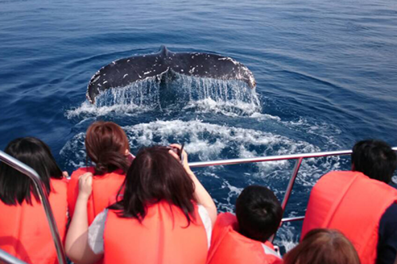 【那覇出発】沖縄ホエールウォッチング！ザトウクジラ観察ツアー！ 那覇市内ホテル宿泊のお客様は無料送迎付き！！ （2025年12月20日～2026年4月5日 運航予定）
