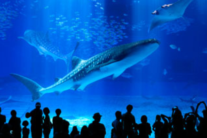 [츄라우미 수족관] [오키나와 북부] [나하 출발]  츄라우미 수족관, 코우리지마, 나고 파인애플 파크, 만좌모 등 오키나와 북부 인기 관광 명소를 하루에 !!